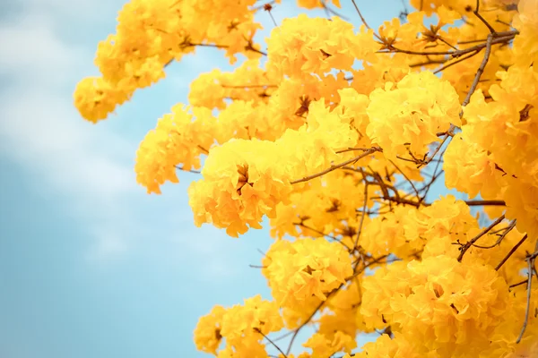 Gele tabebuia bloem bloesem — Stockfoto