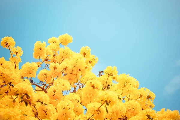 Flor de flor de tabebuia amarela — Fotografia de Stock