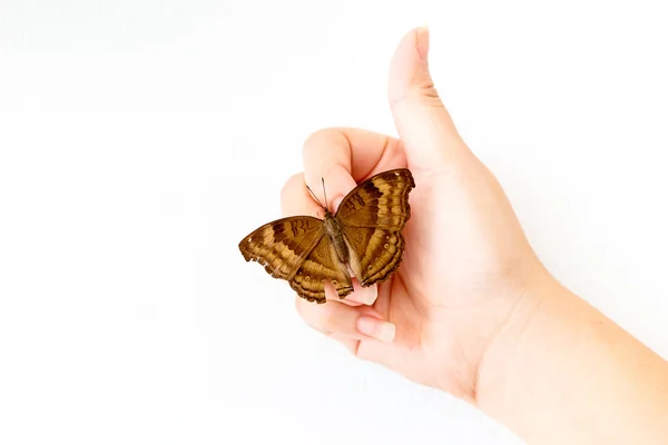 Brauner Schmetterling auf der Hand — Stockfoto