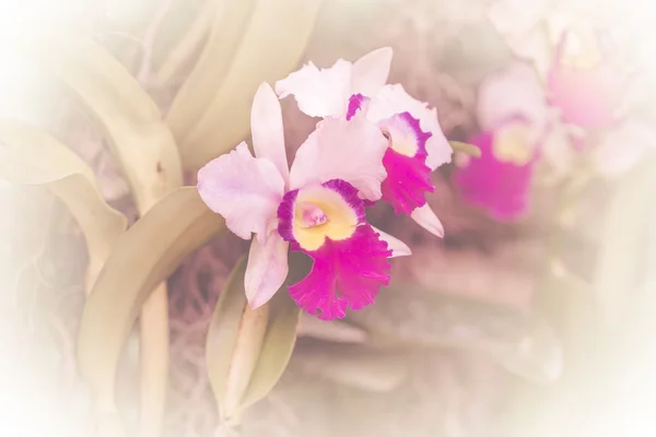 Flores de orquídeas — Fotografia de Stock