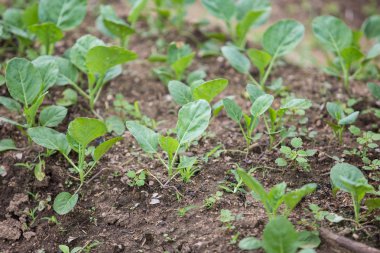 plantación de col rizada
