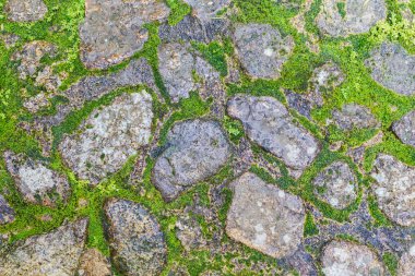 moss ile taş zemine