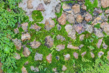 moss ile taş zemine