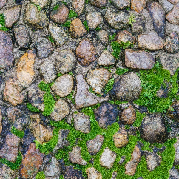 Steinboden mit Moos — Stockfoto