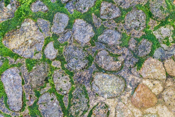 コケと石の床 — ストック写真