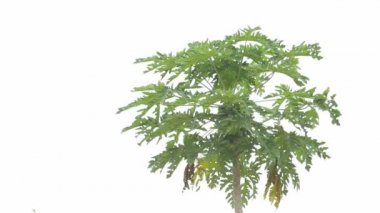 carica papaya ağacını ve papaya topları hareket