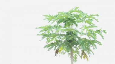 carica papaya ağacını ve papaya topları hareket