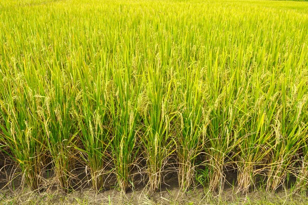 Veld rijst van thailand — Stockfoto