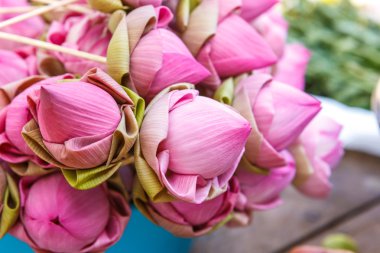 Lotus çiçek çiçek