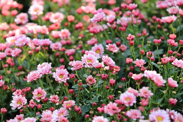 Beautiful spring blossom — Stock Photo, Image