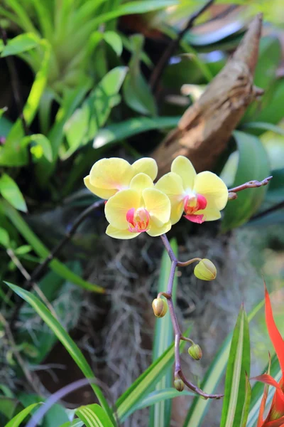 Цветение орхидеи в саду — стоковое фото