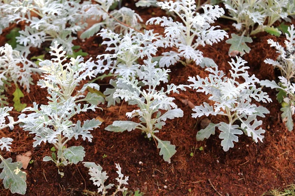 Bella primavera fioritura — Foto Stock