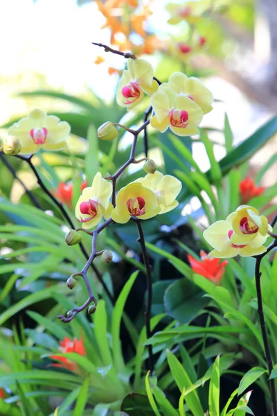 Fiori di orchidea in giardino — Foto Stock