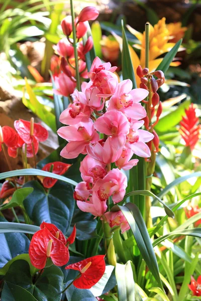 Flor de orquídea en el jardín —  Fotos de Stock