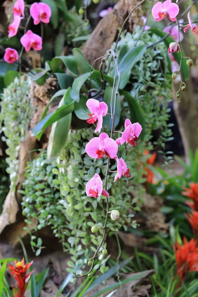 Kvetoucí orchidej květina v zahradě — Stock fotografie
