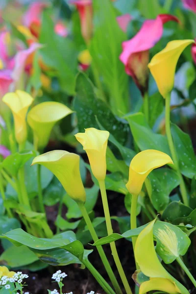 Calla lily flower blossom — Stock Photo, Image