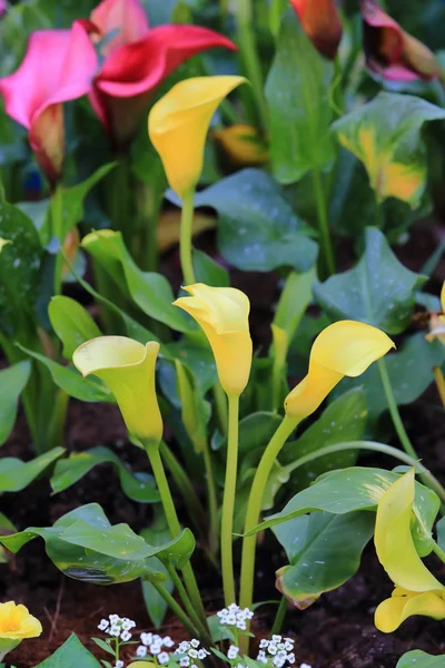 Calla lily flower blossom — Stock Photo, Image