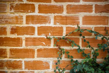 Tuğla duvar yapraklarda