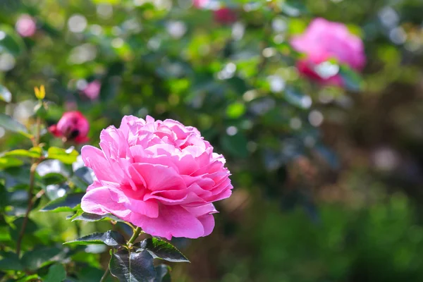 Beautiful pink roses — Stock Photo, Image