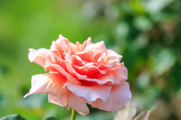 Beautiful pink rose — Stock Photo, Image