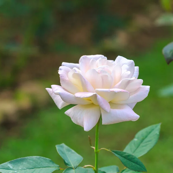 Beautiful rose in garden — Stock Photo, Image