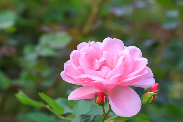 Beautiful pink rose — Stock Photo, Image