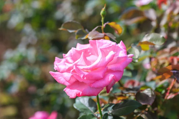 Beautiful pink rose — Stock Photo, Image