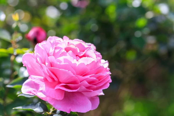 Beautiful pink rose — Stock Photo, Image