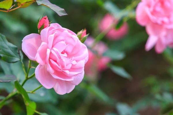 Beautiful roses — Stock Photo, Image