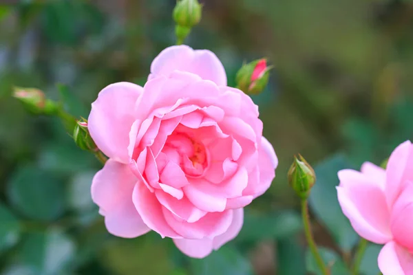 Beautiful pink rose — Stock Photo, Image