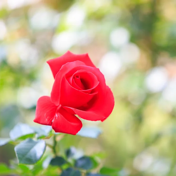 綺麗な薔薇の庭 — ストック写真