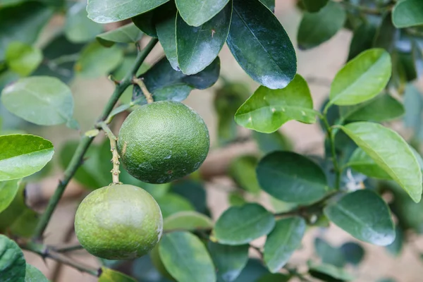 Lemon plant — Stock Photo, Image