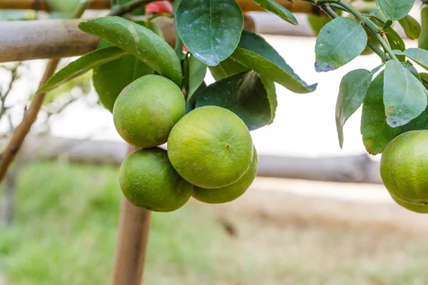 Lemon plant — Stock Photo, Image