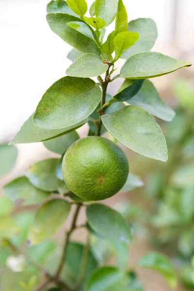 Lemon plant — Stock Photo, Image