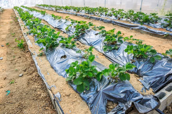 Strawberry agricultural plants — Stock Photo, Image