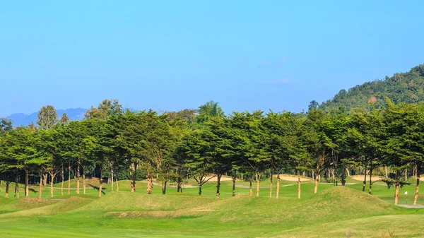 Árboles en el campo de golf —  Fotos de Stock