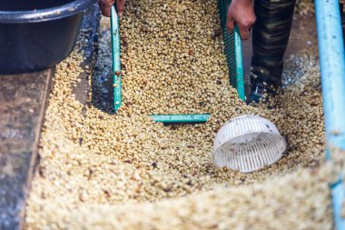 çiğ kahve çekirdekleri