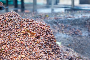 Kahvenin gübre yapmak için