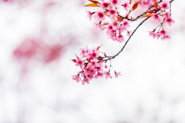 Vahşi Himalaya Kiraz Çiçeği