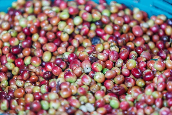 Råa kaffebönor — Stockfoto