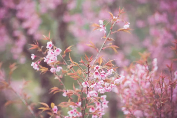 Fleurs sauvages de cerisier de l'Himalaya — Photo