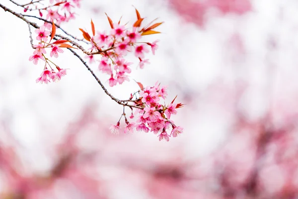 Flor de cereja selvagem do Himalaia — Fotografia de Stock