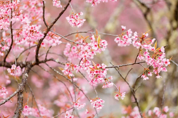 Fleurs sauvages de cerisier de l'Himalaya — Photo