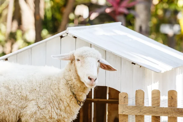 Witte schapen in boerderij — Stockfoto