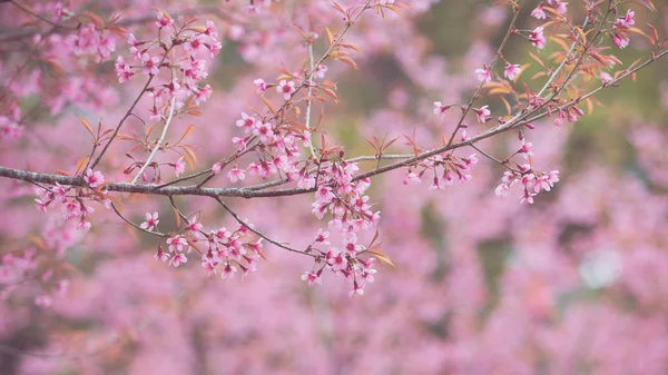 Fleurs sauvages de cerisier de l'Himalaya — Photo