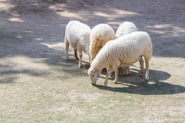 Ovinos na exploração agrícola — Fotografia de Stock