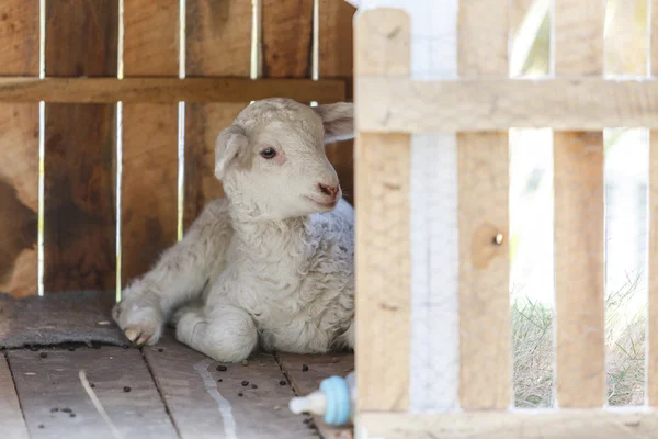 Jonge schapen in huis — Stockfoto