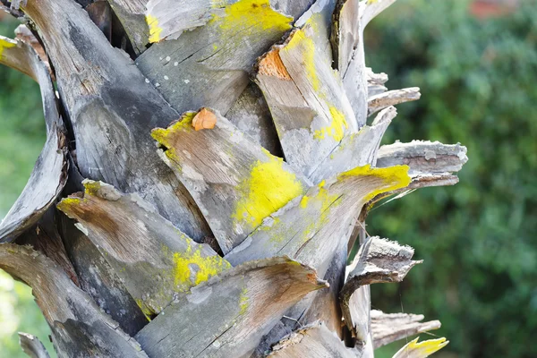 Árbol de aceite de ciruela — Foto de Stock