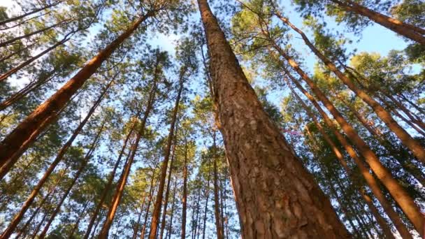 Floresta de pinheiro com luz solar — Vídeo de Stock