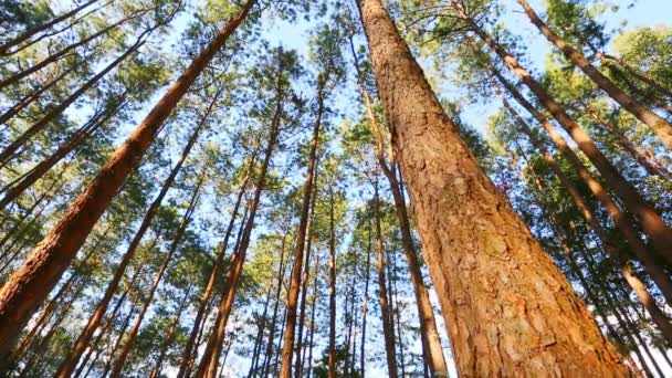 Bosque de pinos con luz solar — Vídeo de stock